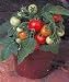 Micro Tom Tomato 15 Seeds - Worlds Smallest