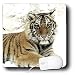 Electronics : Tigers - Shikara Siberian Tiger - Mouse Pads