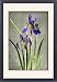 Framed Prints of Iris Orientalis (Spuria Beardless Iris) from Mary Evans