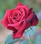 1 - Potted Rose - Mr. Lincoln
