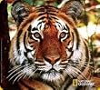 Handstands National Geographic Bengal Tiger Mousemat
