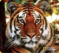 Handstands National Geographic Bengal Tiger Mousemat