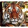Handstands National Geographic Bengal Tiger Mousemat