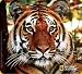 Handstands National Geographic Bengal Tiger Mousemat