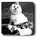 maltese16  - Dogs Maltese Maltese Mouse Pads