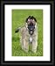 Dog - Belgium Shepherd Tervuren puppy in garden - Framed Print 20x16 (51x40cm) by Ardea