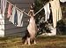 Border Collie and Chihuahua Birthday Card