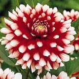 Duet Decorative Dahlia 1 Tuber - Candy Cane Like ! - B000OZR81A