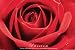Red Rose (Passion) Framed Art Poster Print - 24" X 36"