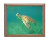 Green Ocean Sea Turtle Animal Wildlife Wall Picture Oak Framed Art Print