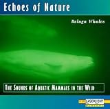 Echoes of Nature: Beluga Whales