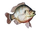 41WHLBZ%2BvWL. SL160  Buy Freshwater Fish Tanks