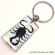 Real Insect Key Chain - Black Scorpion