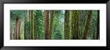 Cedars and Pines, Yosemite National Park, California, USA Photography Framed Art Poster Print by Panoramic Images, 51x23