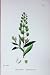 Botany Plants C1902 Field Penny Cress Thlaspi Arvense