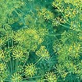 Organic Bouquet Dill 100 Seeds - Anethum - Herb