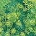 Bouquet Dill Herb 500 Seeds - GARDEN FRESH PACK!