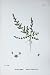 Botany Plants C1902 Glabrous Rupture-Wort Herniaria