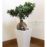 【Green Interior】ガジュマル スクェア陶器ポット(ホワイト)