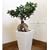 �yGreen Interior�z�K�W���}��  �X�N�F�A����|�b�g(�z���C�g)