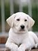 8-week-old Yellow Labrador Retriever Puppy Photographic Poster Print by Aneal Vohra, 12x16