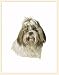 shih_tzu31shih tzu - Fiddlers Elbow Shih Tzu Blank Box Note Card