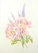 Peace Roses (Art Cards)