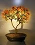 Bonsai Boy's Flowering Pyracantha Bonsai Tree pyracantha 'mohave'