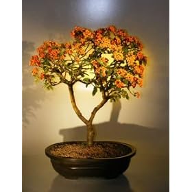 Bonsai Boy's Flowering Pyracantha Bonsai Tree pyracantha 'mohave'
