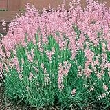 Lavender Seeds - Lavender Rosea