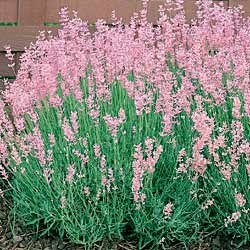 Lavender Seeds - Lavender Rosea