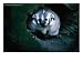 North American Badger (Melinae) in Captivity, Toronto Zoo, Toronto, Canada, Badgers & Martens Photographic Poster Print by John Hay, 24x18