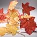 Search : Autumn Leaf Garland