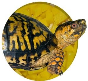 Nature Zone Box Turtle Bites 1Gallon