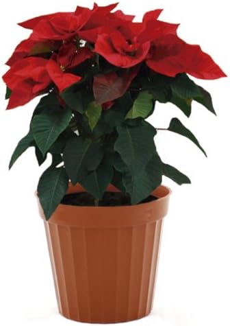 Plastic Decorative Pots #4 Terracota