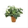 Green Plant In Pot