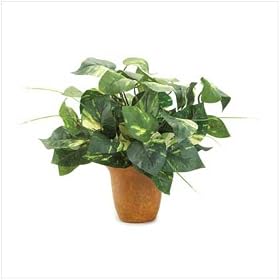 Green Plant In Pot