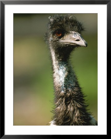 Emu Print