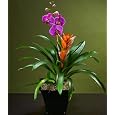 BUY : Mardi Gras Orchid Garden