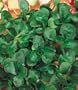 Corn Salad (Mache) 500 Seeds - GARDEN FRESH PACK!