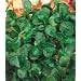 Corn Salad (Mache) 500 Seeds - GARDEN FRESH PACK!