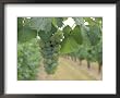 Riesling Grapes Hanging On Vine Framed Art Poster Print, 22x18