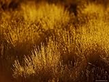 IMAGE OF At Dawn Elegant Backlit Native Grasses Sprout from Desert Sand Dunes, Australia Stretched Canvas Poster Print by Jason Edwards, 30x40