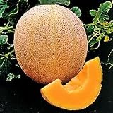 Hales Best Jumbo Cantaloupe - 50 Seeds - BONUS PACK!