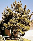 Japanese Black Pine, 30-36 inch Tree