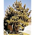 Japanese Black Pine, 30-36 inch Tree