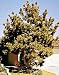 Japanese Black Pine, 30-36 inch Tree