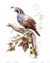California Quail Art Poster Print by Rick Bennett, 11x14