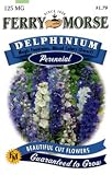 Ferry-Morse Perennial Flower Seeds 1045 Delphinium - 125 Milligram Packet