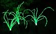 Wild Grass Solar Garden Lights. 3 LED Lights, 2V/80mAh solar panel. 1.2 V/500 AAA Ni-MH